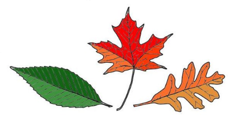 Beautiful Leaf Food Coop